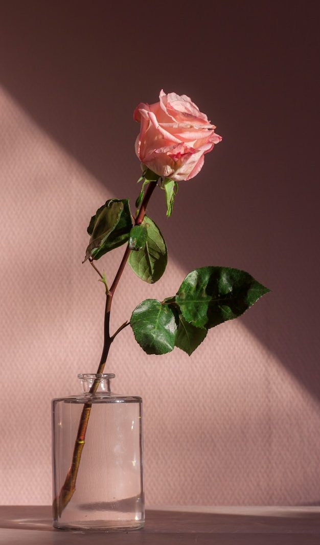 Logos von proSenio Pflegebox und deine Pflege* Hausnotruf...alles andere  löschen